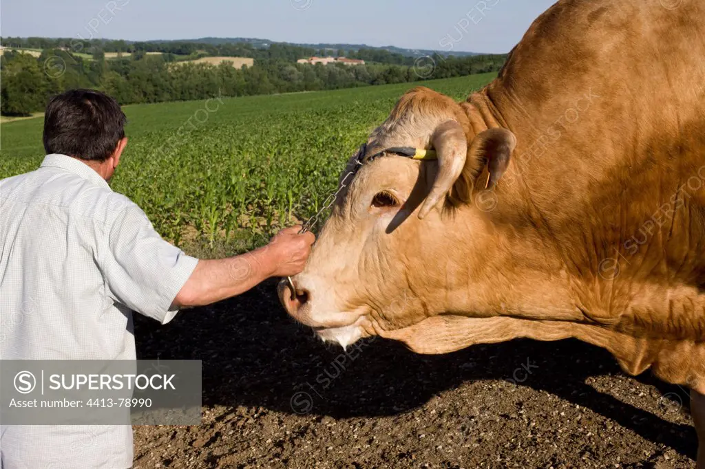 Breeder holding a Blonde d'Aquitaine bull by a chain