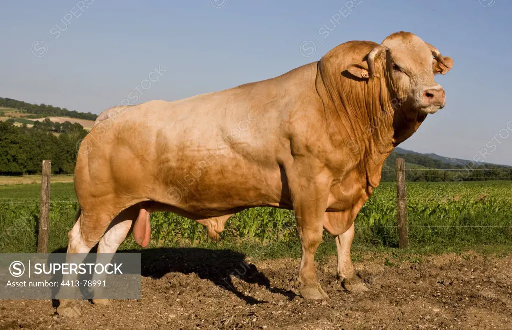 Blonde d'Aquitaine bull in the meadow France