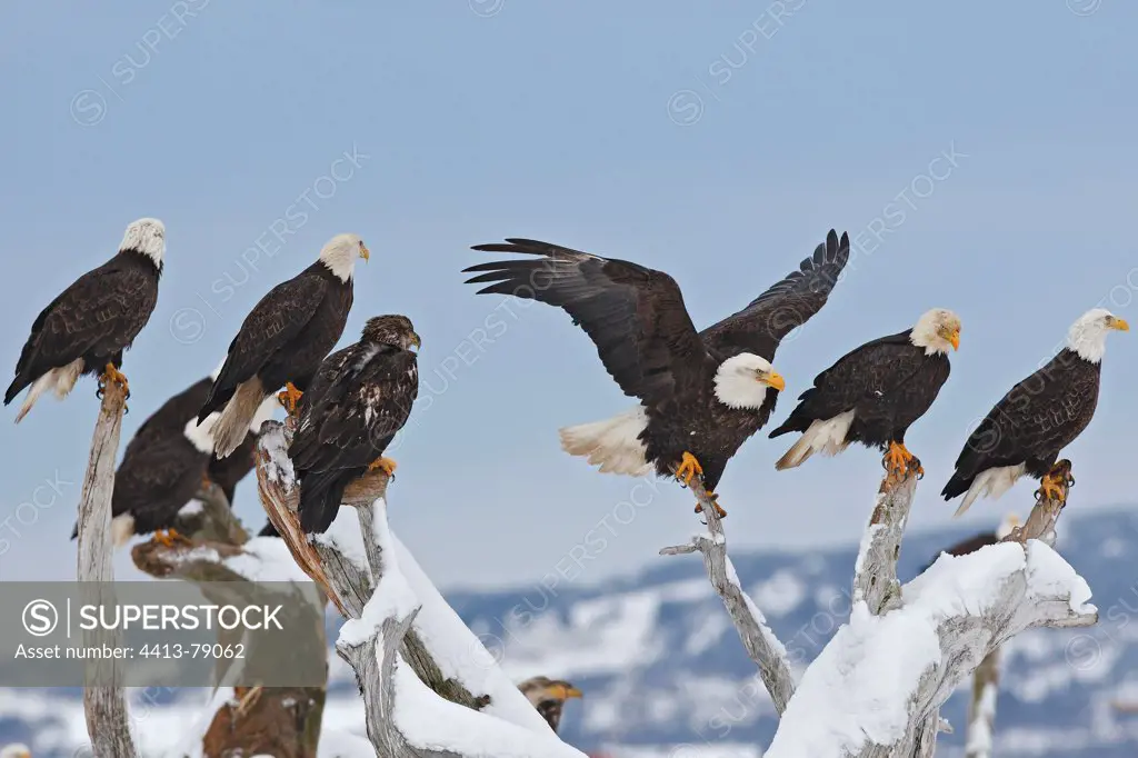 Bald Eagles on a dead tree Alaska