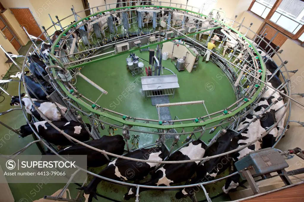 Rotary milking parlor and herd of Holstein cows