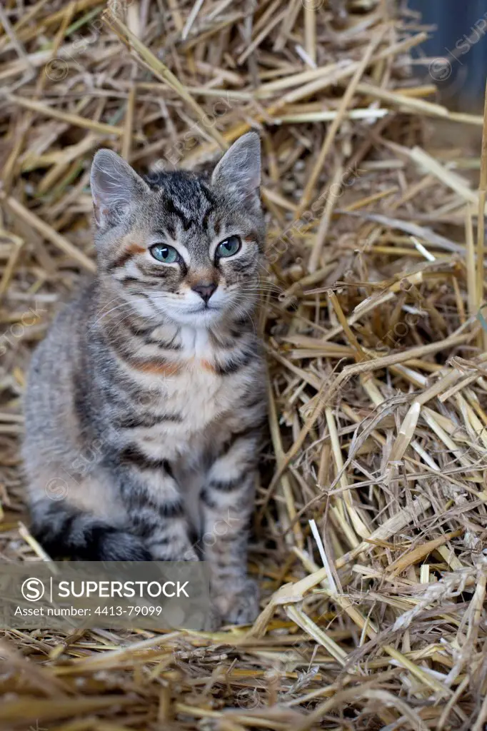 Kitten sitting on a pile of straw in Bavaria Germany