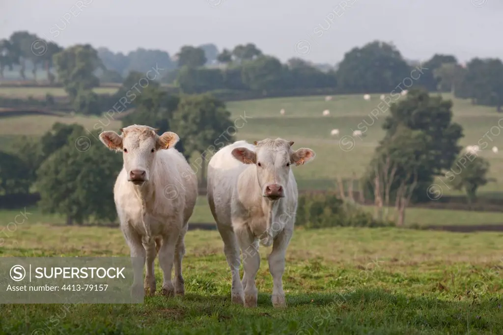 Two weanlings Charolais calves in the meadow near Charolles