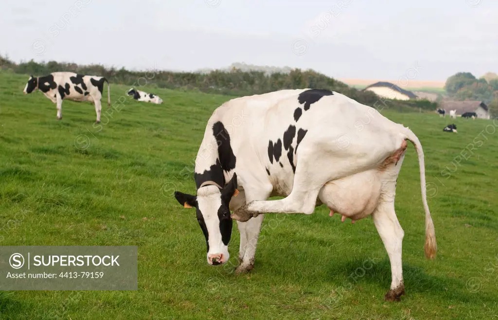 A Holstein cow scratching his head with his hind leg