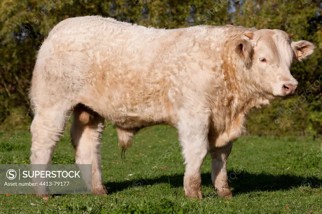 Charolais young bulls selected for breeding