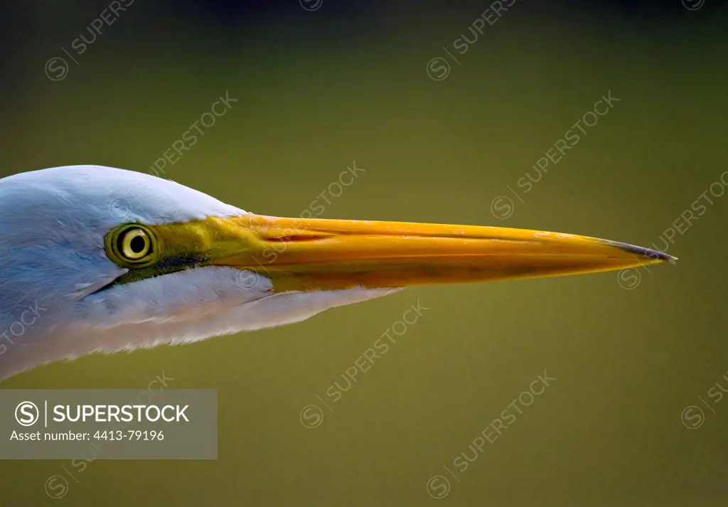 Portrait of a Great Egret in Pantanal Brazil