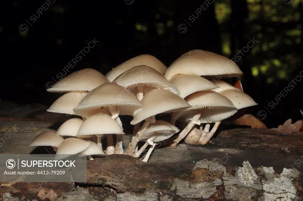 Gathering of Collybia on a dead wood