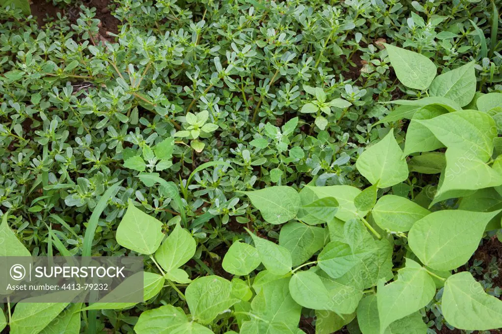 Beans invaded by purlane in an organic kitchen garden