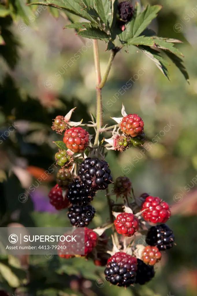 Blackberries in a kitchen garden