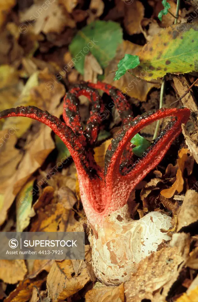Devils claw fungus among dead leaves Gironde France