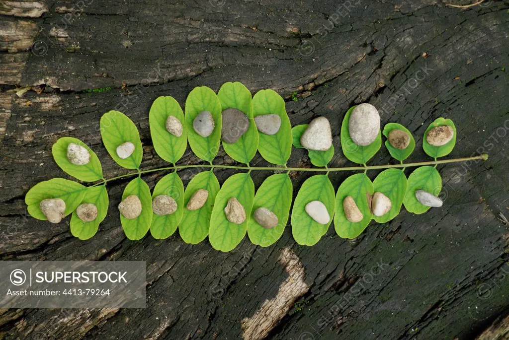 21 pebble stones on 21 leaflets on a leaf Acacia