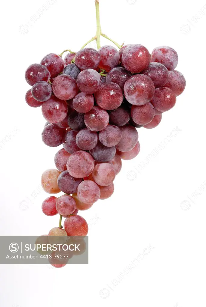 Rosy grape