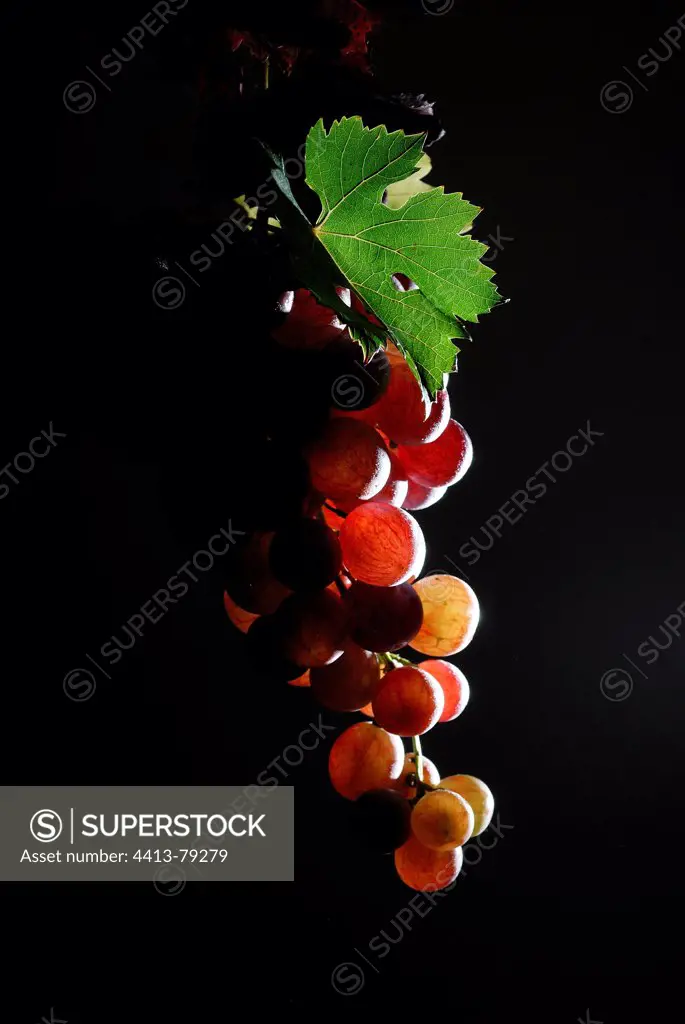 Raisin-red against a black day