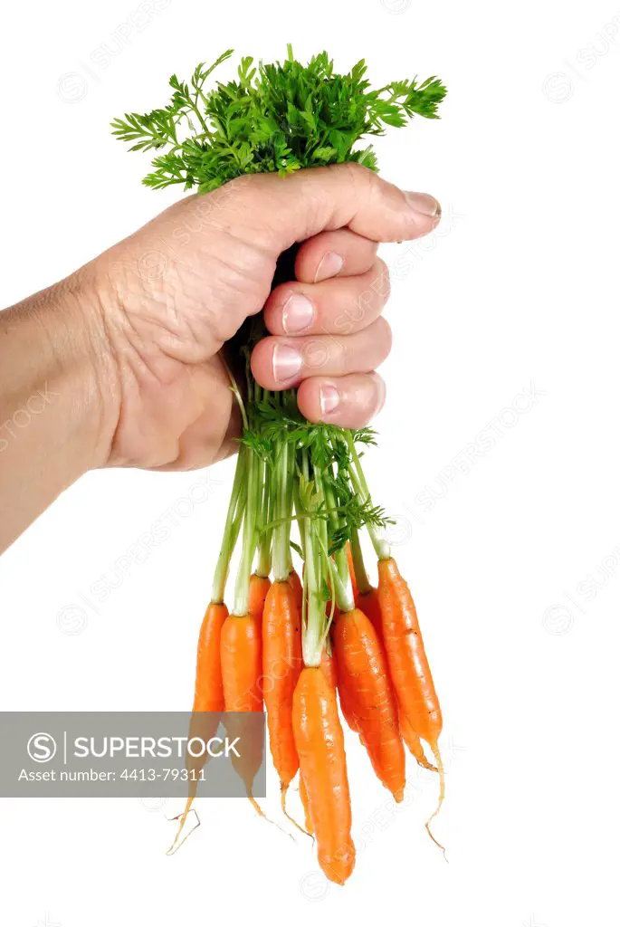 Hand holding a bunch of mini carrots with tops in the studio