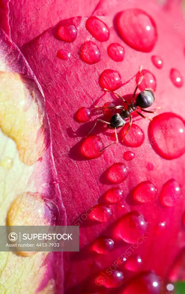 Ant and dewdrops on a bud of peony France