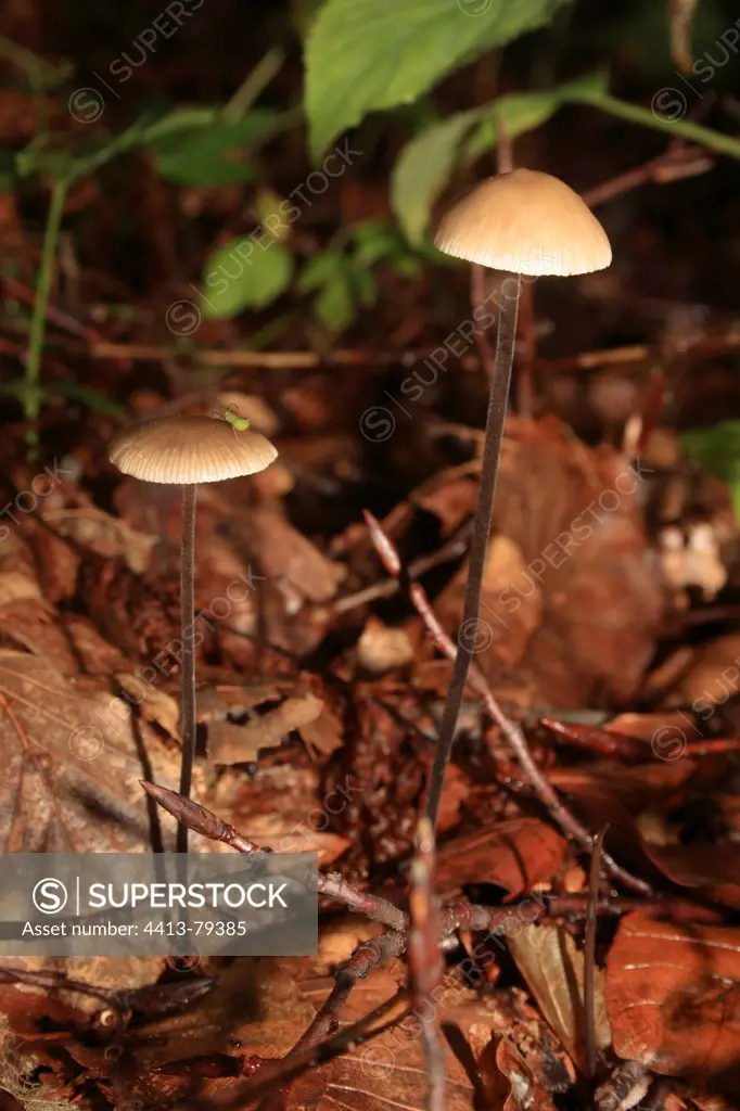 Parachute Mushrooms among the dead leaves