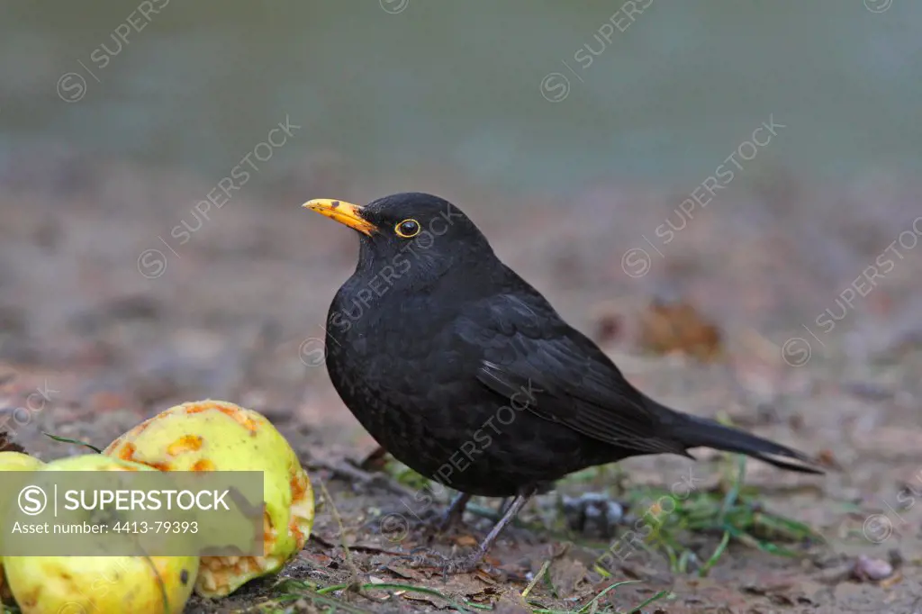 Male blackbird eating an apple England