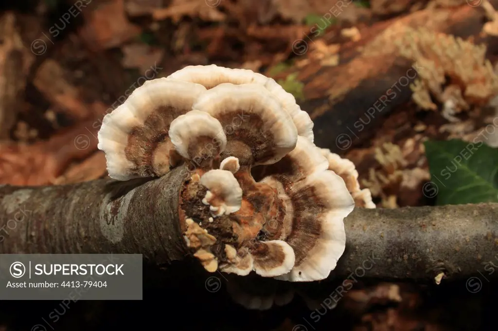 Turkey Tails on a trunk in the woods
