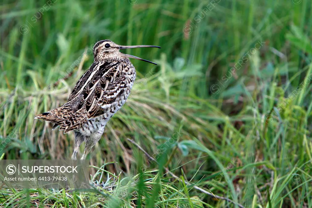 Great snipe displaying in a swamp Poland