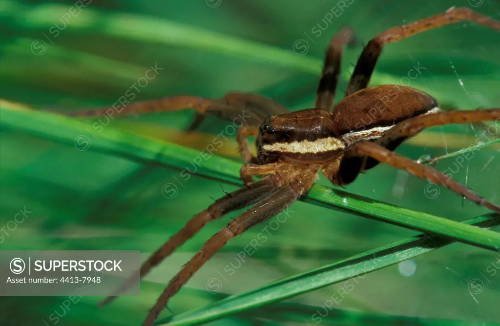 Raft Spider stalking on a blade of grass Gironde France