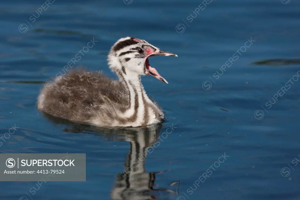 Young Great Crested Grebe swimming on lake Geneva