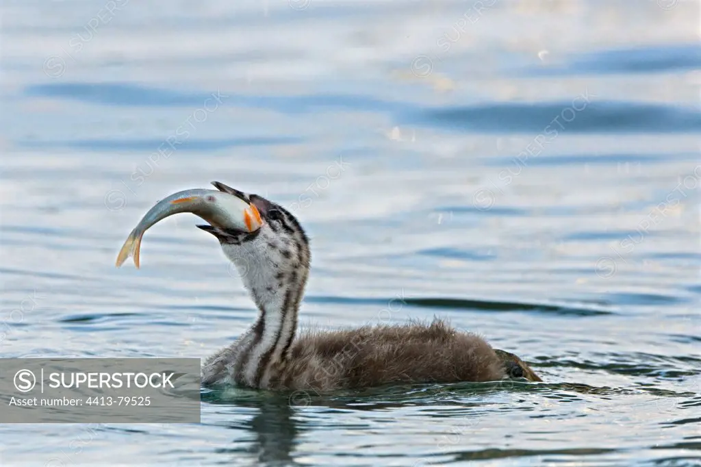 Young Great Crested Grebe eating a fish on Lake Geneva