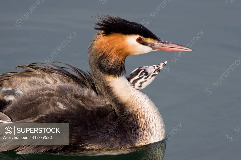Great Crested Grebe and chick on Lake Geneva in Switzerland