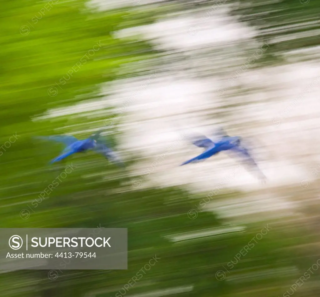Two Hyacinth Macaws flying in Pantanal Brazil