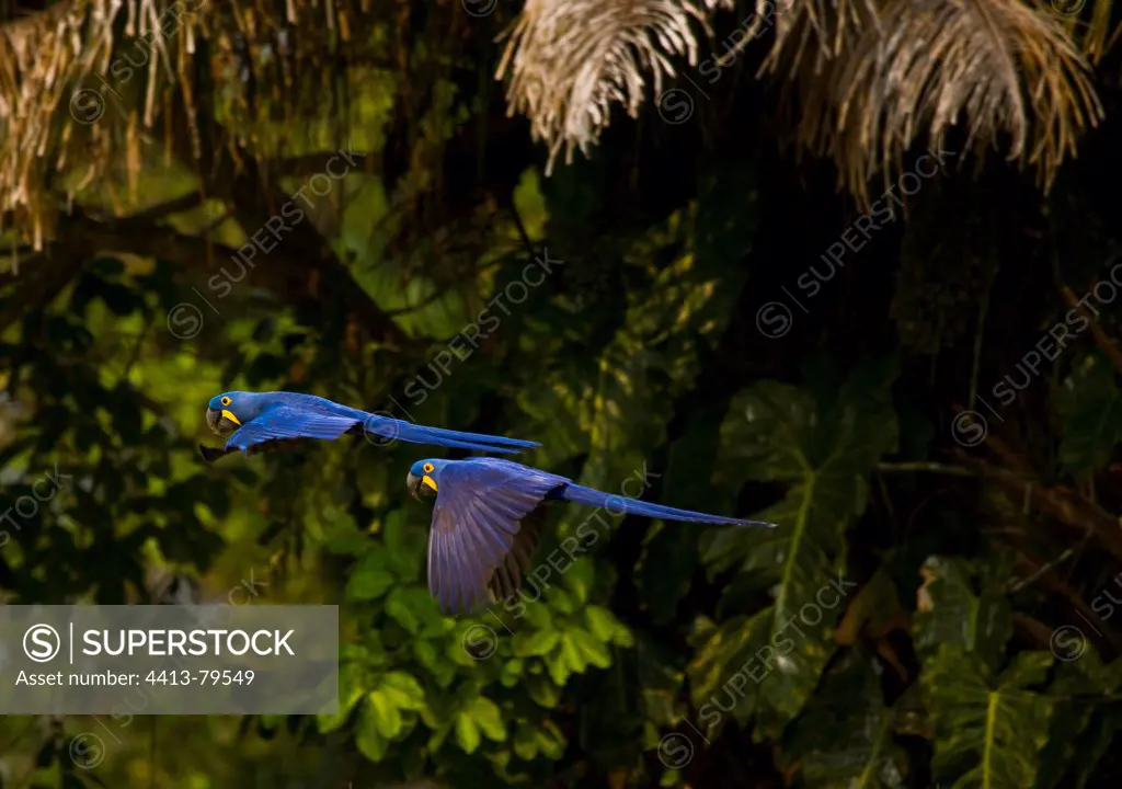 Two Hyacinth Macaws flying in Pantanal Brazil
