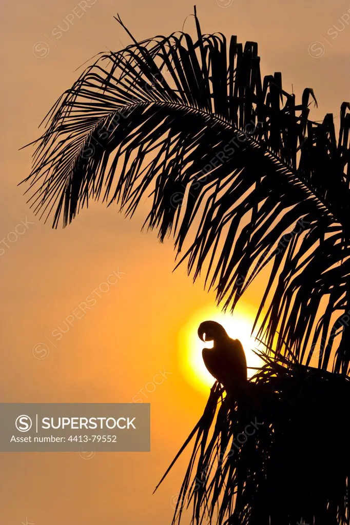 Hyacinth Macaw resting on a palm tree Pantanal Brazil