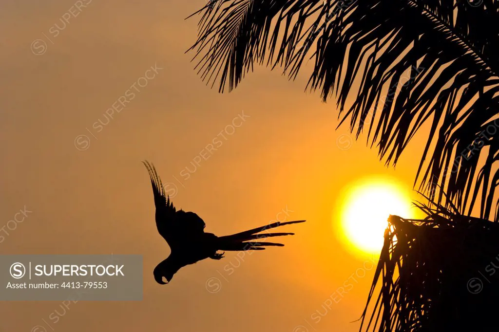 Hyacinth Macaw flying off at sunset Pantanal Brazil