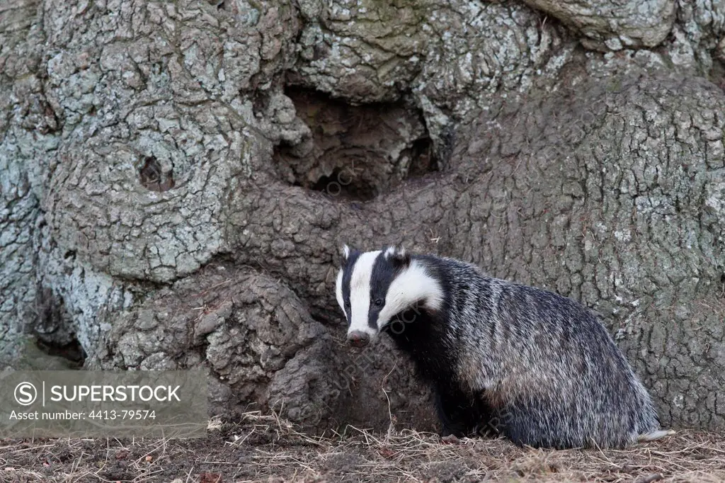 European Badger near its burrow Great-Britain