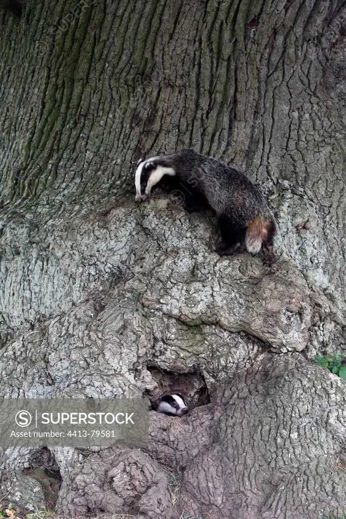 Pair of European Badgers coming out from the burrow GB