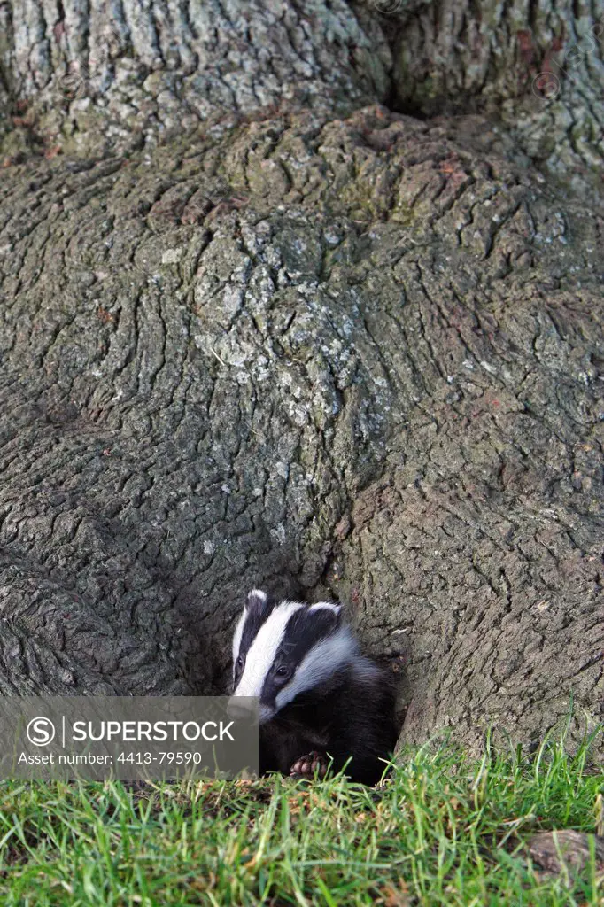 Young European Badger at the entrance of the burrow GB