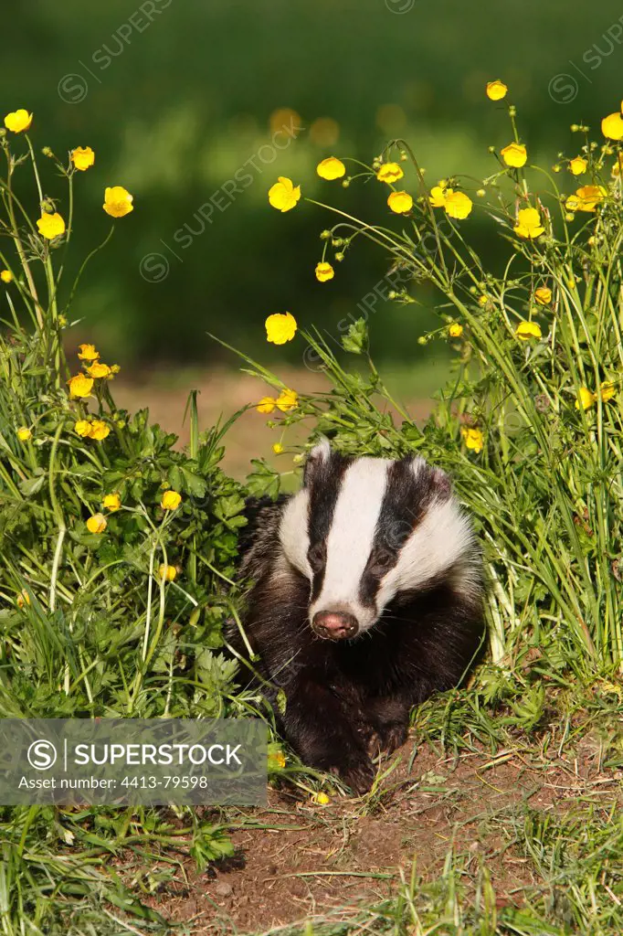 European Badger in a flowered meadow GB