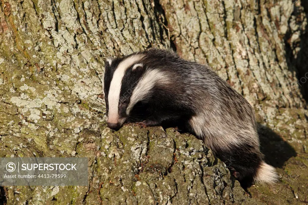 Young European Badger on the trunk in an old oak GB