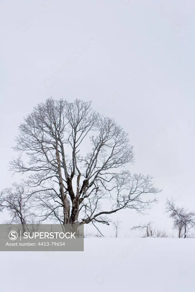 Common ash in a mountain pasture in winter Doubs