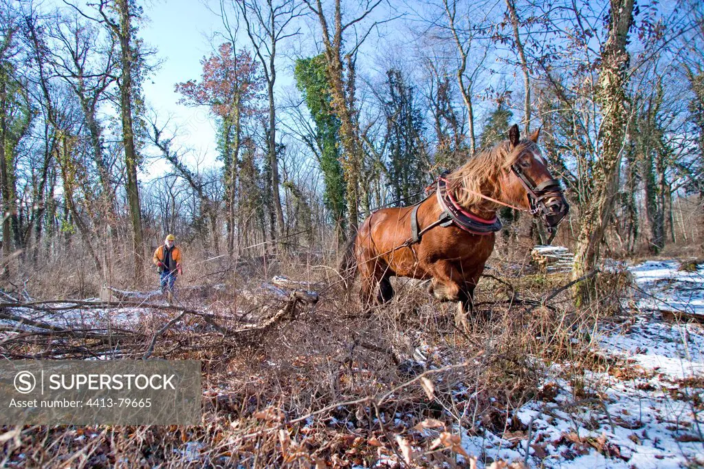 Logging in the forest with a mare Comté Haut-Rhin