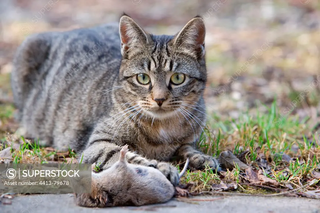 Tabby cat with mice in forest Oberbruck Haut Rhin