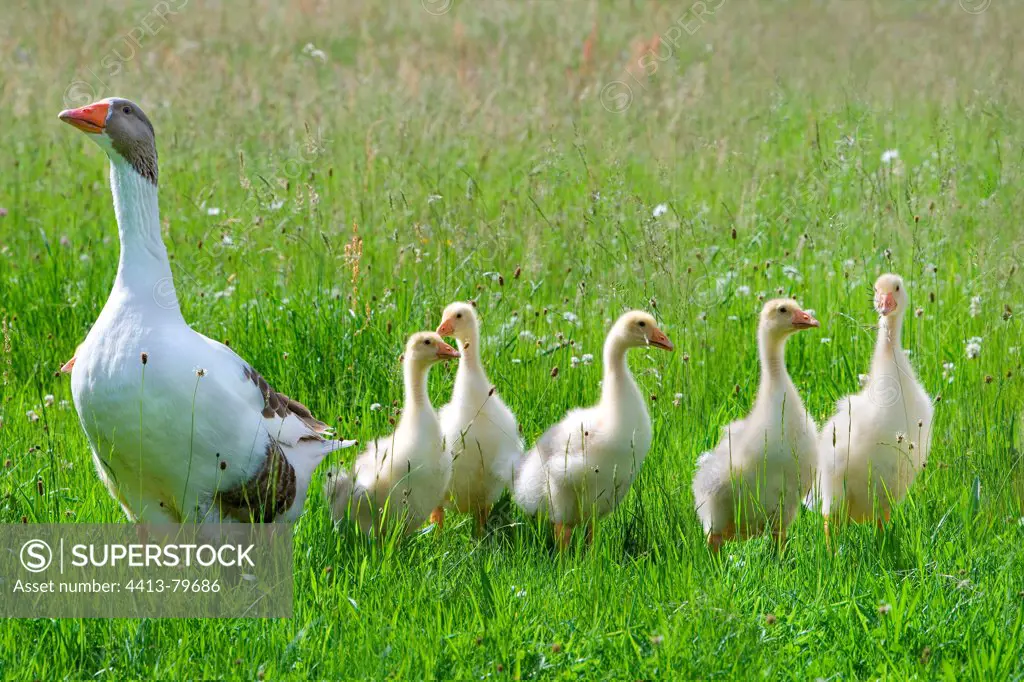 Gray and white goose with its goslings Niederbruck Haut Rhin