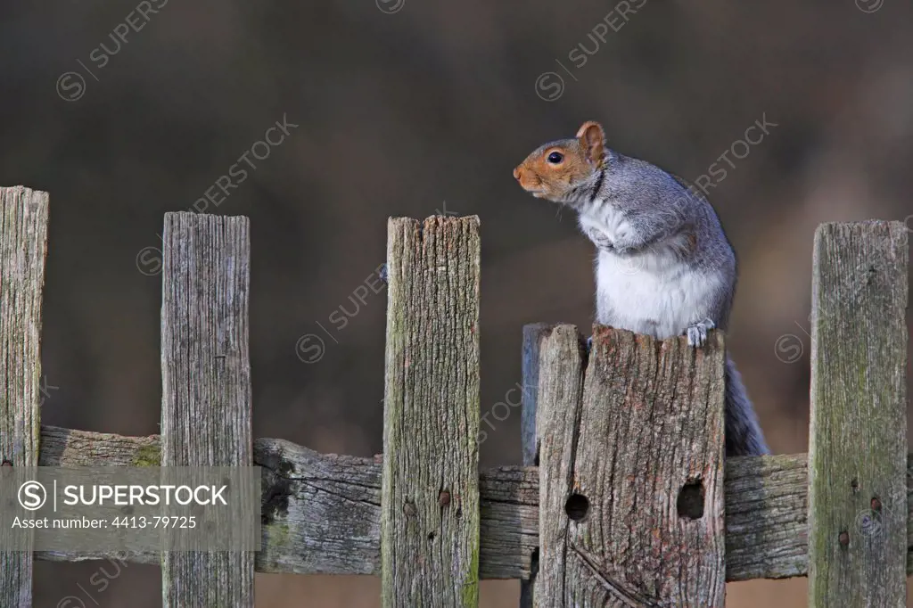 Grey squirrel standing on a fence made of wood Great Britain