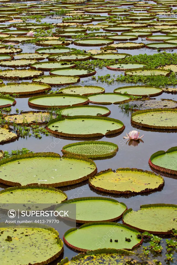 Giant water lilies in Pantanal National Park Brazil