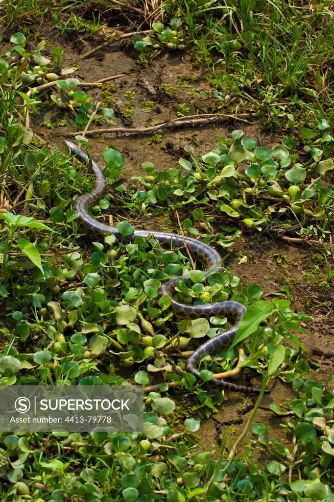 Anaconda in Pantanal National Park Brazil