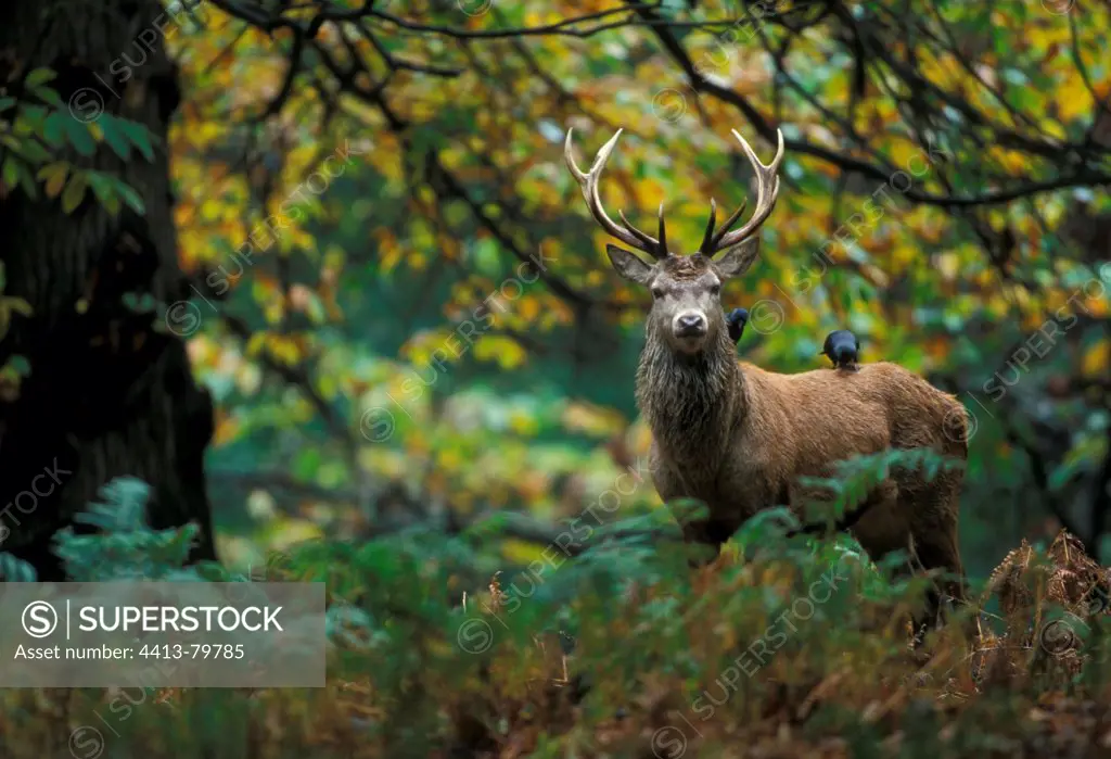 Jackdaw on the back of a male Red deer Great Britain