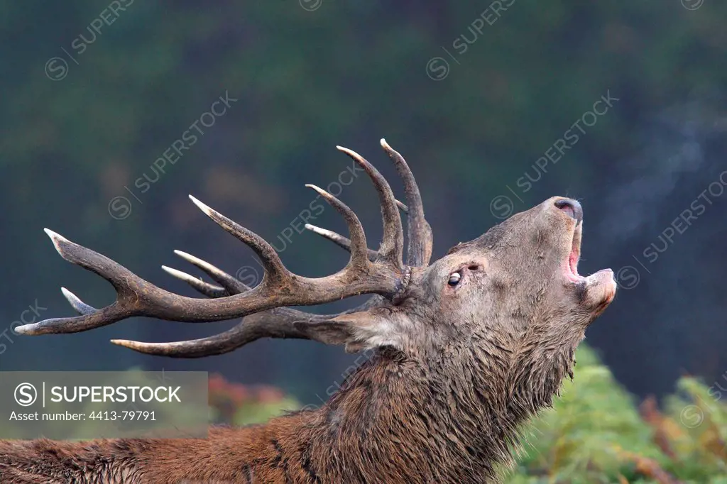 Male Red deer troating in the ferns Great Britain