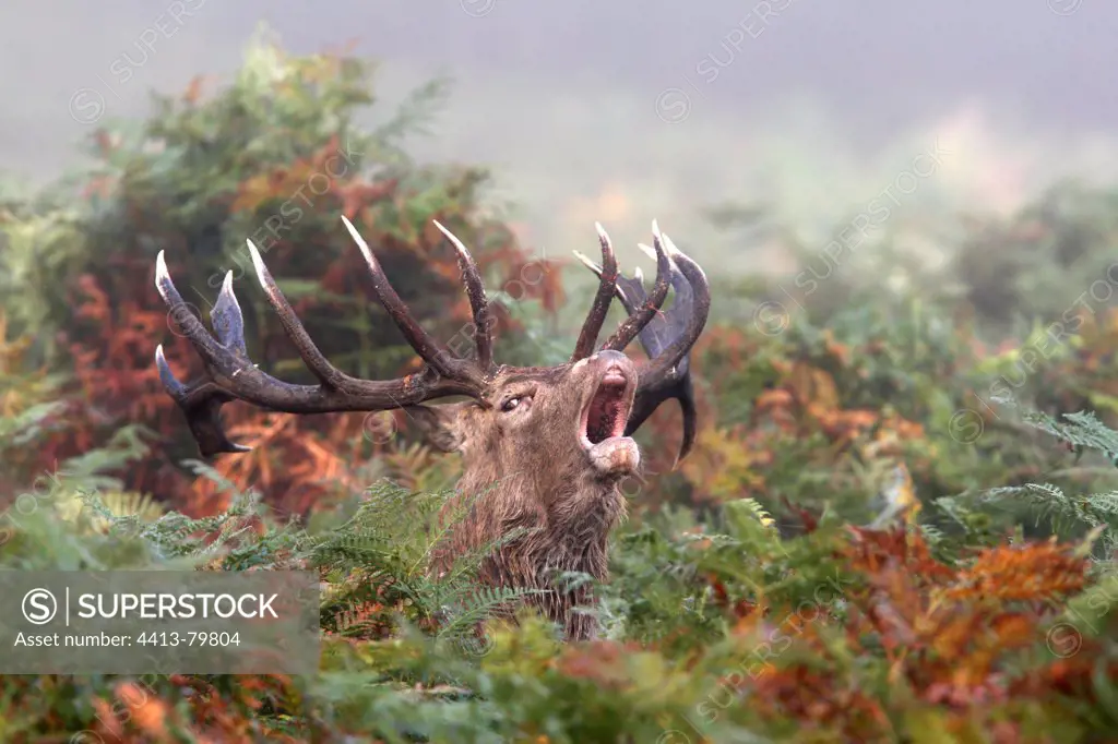 Male Red deer troating in the ferns Great Britain