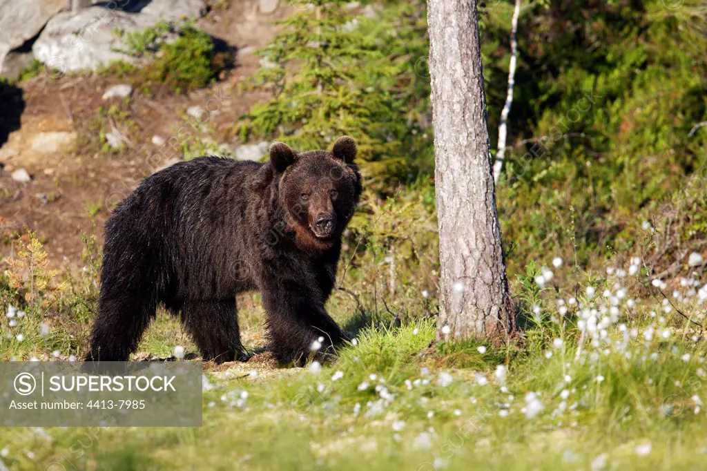 Brown bear going in the grass Finland