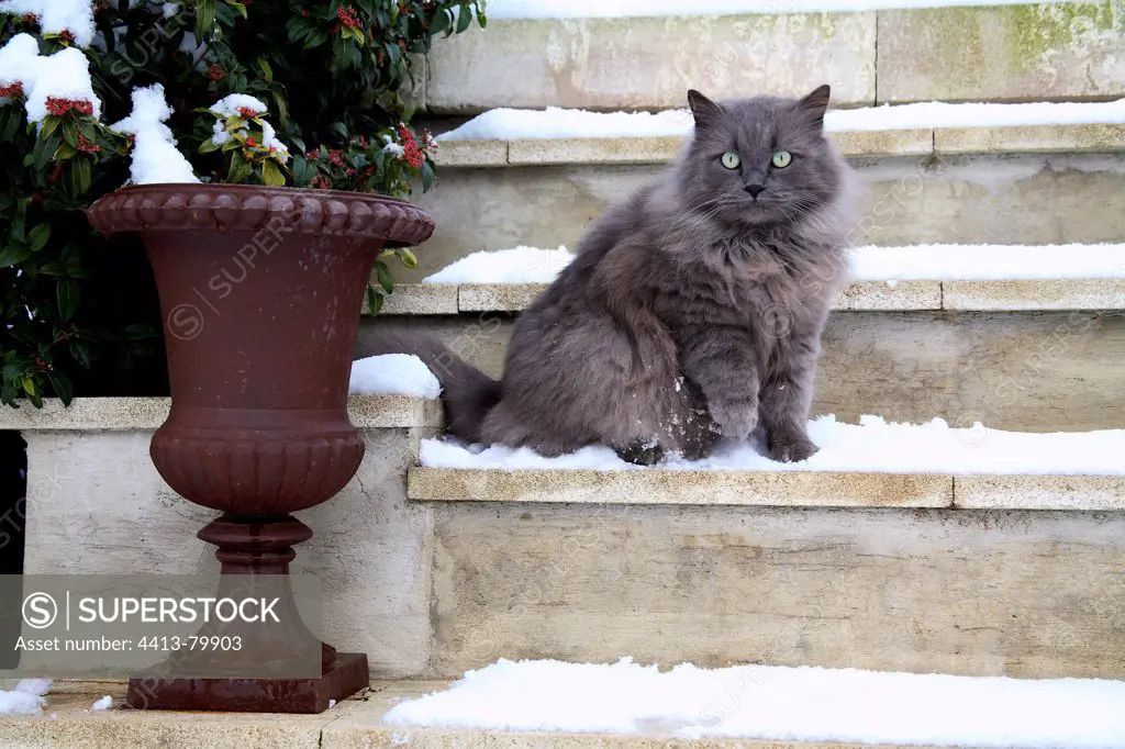 Cat sitting on the stairs covered with snow