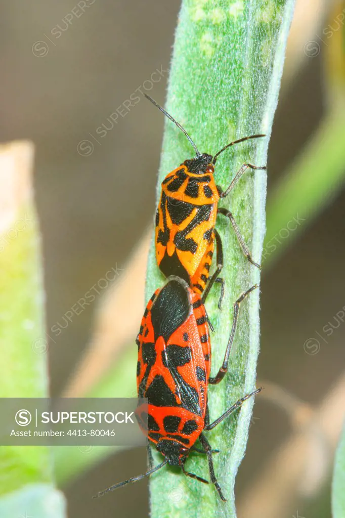 Coupling of coloured Bugs on a leaf