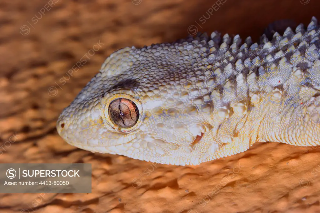 Head of Moorish Gecko