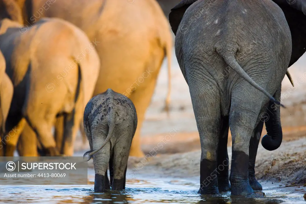 Elephant breeding herd walking into Chobe River Botswana